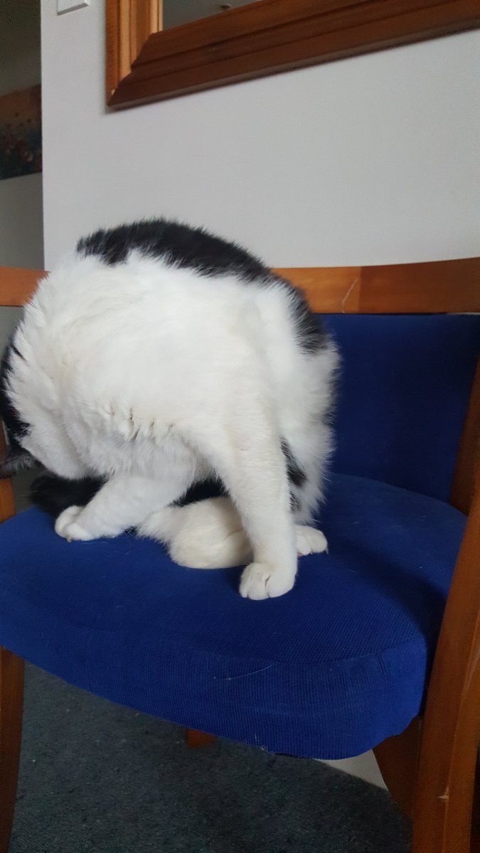 Shandairs's tweet photo. Halp!!! I think my cat is broken 😱😱

#cat #animals #NZ #壊れた #猫 #funny https://t.co/ehquDMy2UY