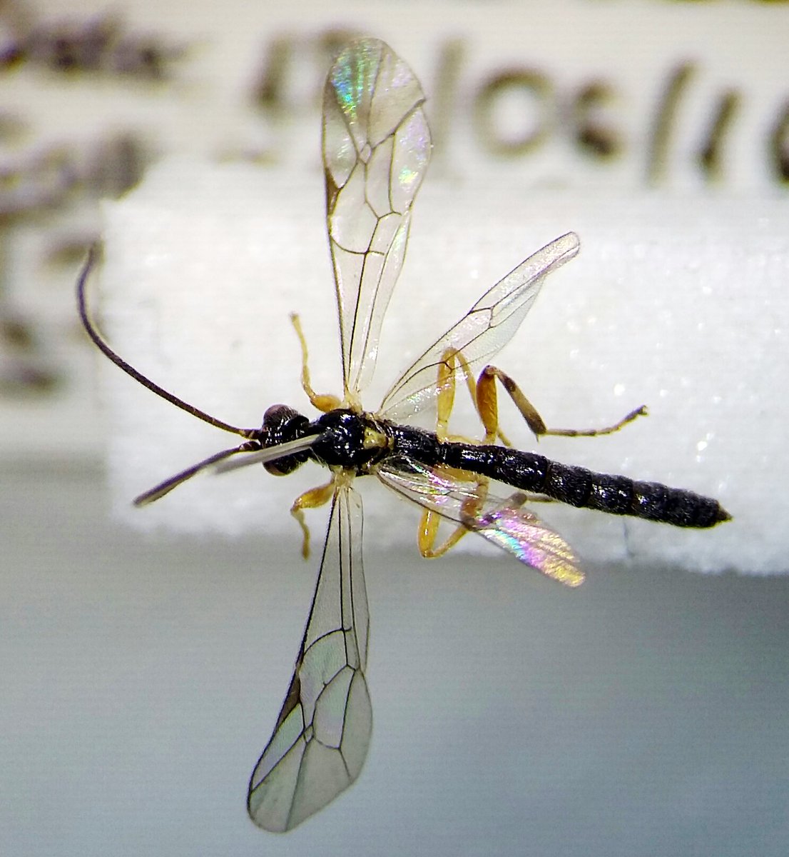 Dasypoda77's tweet photo. Dreisbachia pictifrons from @NHM_Tring BioBlitz parasitising #spiders #Ichenumons #Pimplinae #IDTrainers @NBNTrust https://t.co/zFhYEJ1Wzg