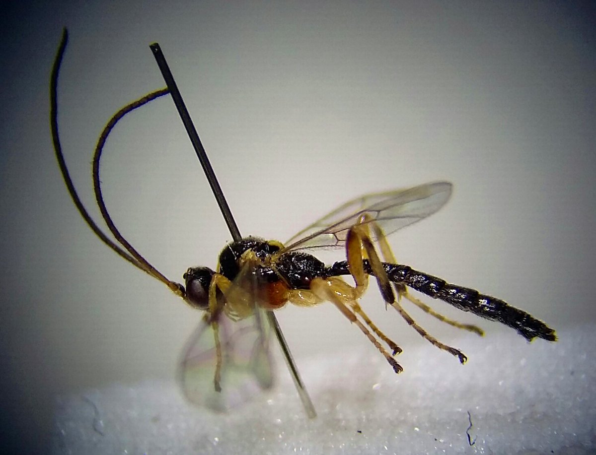 Dasypoda77's tweet photo. Dreisbachia pictifrons from @NHM_Tring BioBlitz parasitising #spiders #Ichenumons #Pimplinae #IDTrainers @NBNTrust https://t.co/zFhYEJ1Wzg