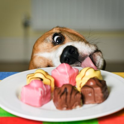 konditorcakes's tweet image. Dog ate your cake? Sounds like a #CakeEmergency! RT yours by 12pm &amp;amp; #win a Curly Whirly with our 1hr delivery trial!