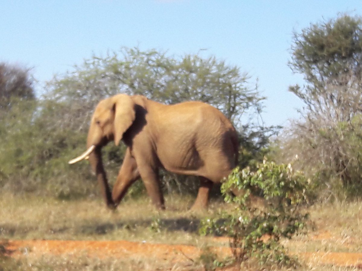 paulakahumbu's tweet photo. First Elephant seen today ..happy #WorldElephantDay https://t.co/DwZJXRktPY