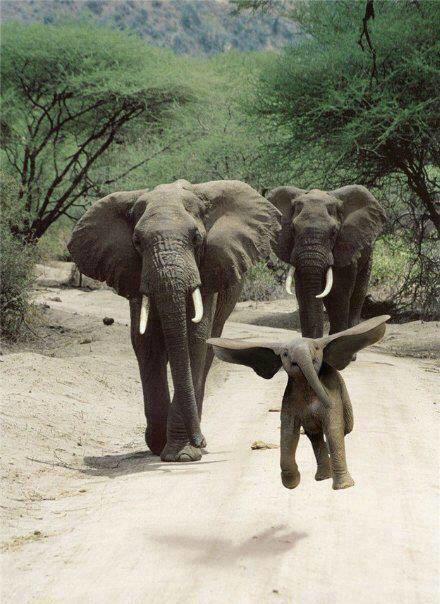 theresjenn's tweet photo. #WorldElephantDay #BornToBeWild #BornToBeFree #BornToHaveFun #Family https://t.co/fVBwTIUuZI
