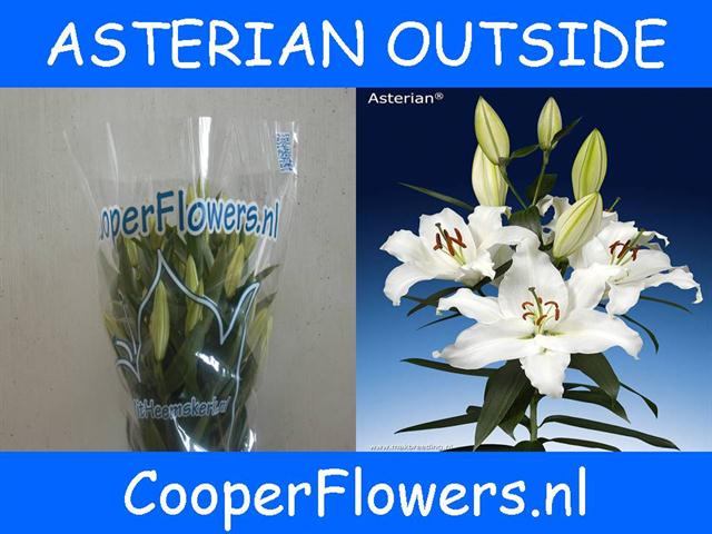 VermeulenGerard's tweet image. Het hele buitenseizoen leverbaar. Zware stevige #Asterian van @DirkKoper op #klok1 knop 5+ 110 cm.  #prachtigmooi