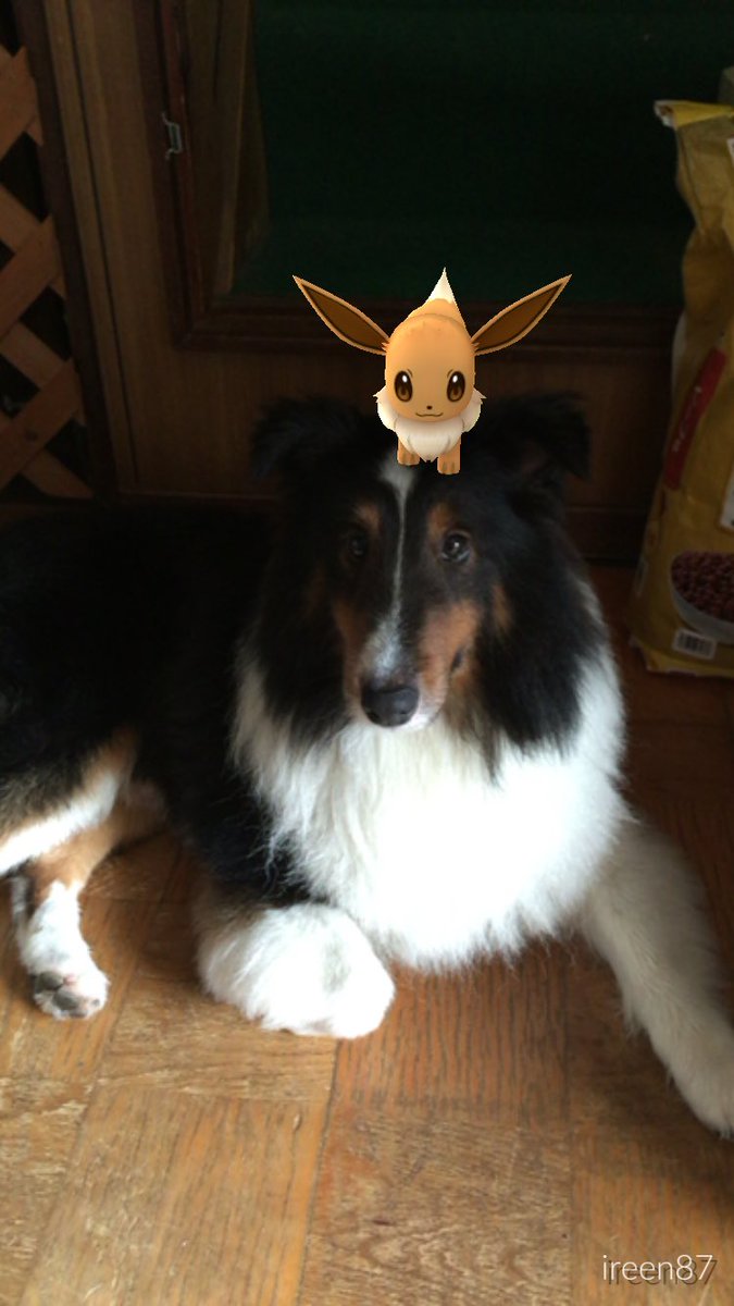 モケモケ太 犬を連れてのポケモン探しは アスファルトが暑くなる前にお願いします ﾟ ノ ﾟ ポケモンgo シェルティ イーブイ