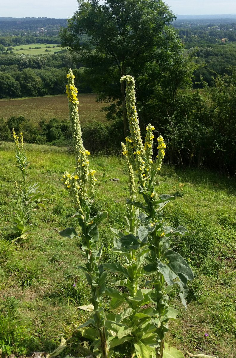 AndyCountryside's tweet photo. Great mullein on Oxted Downs looking like wild west cacti. 😊 https://t.co/RpbMBmtpw4