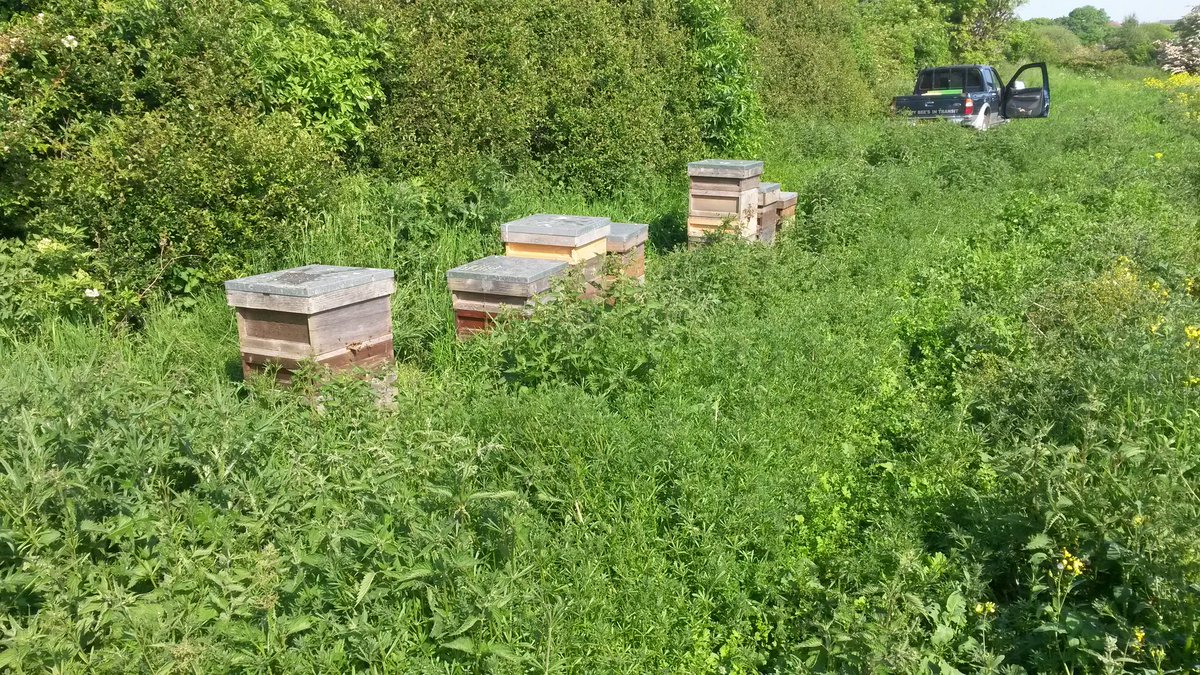 stickeys honey tweet media