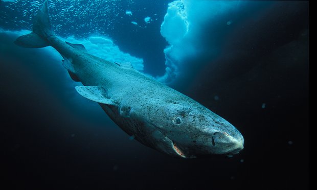 saveourseas tweet picture