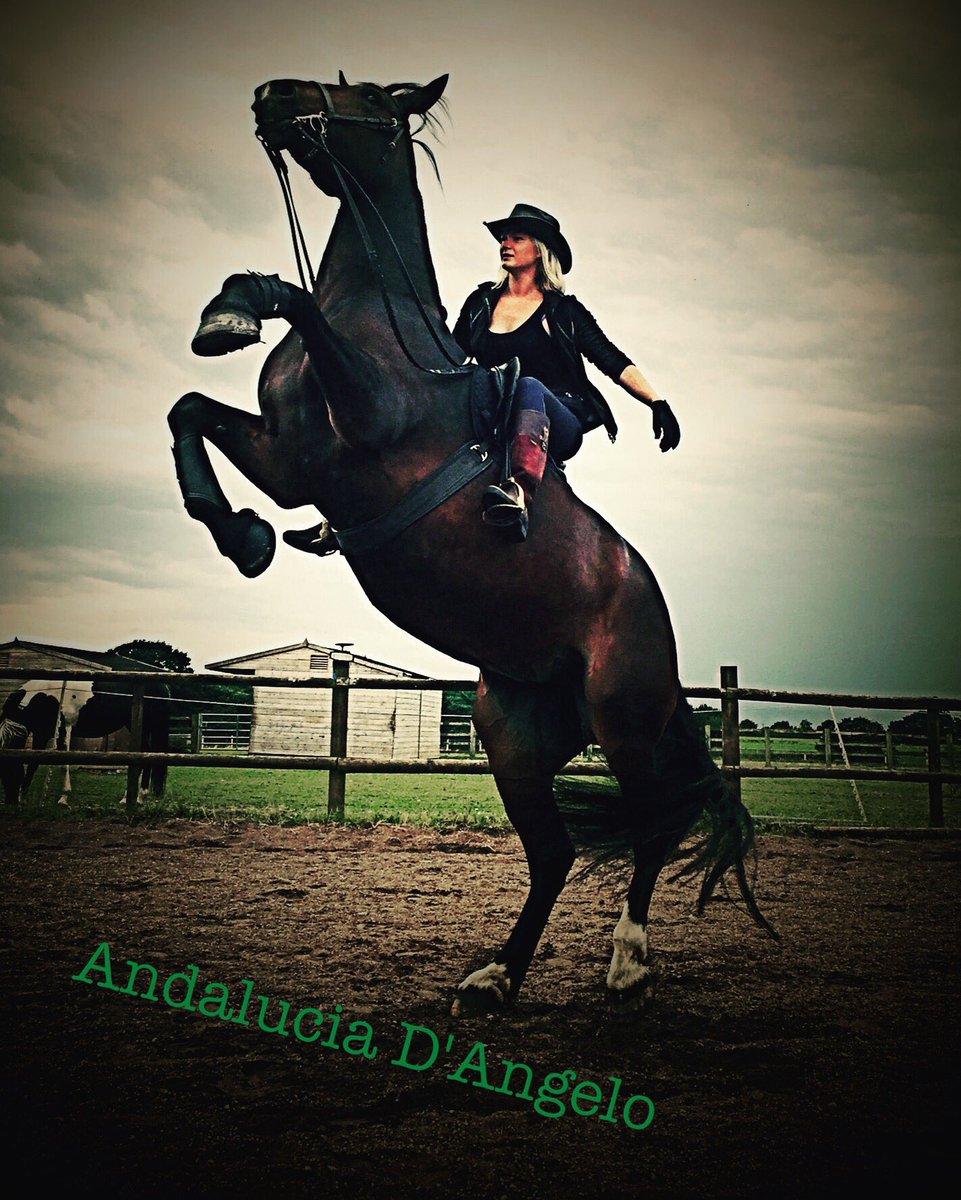 EquestriMeg's tweet photo. Sometimes all you need is a badass mare and an attitude to match... #Horsepower #equinephotography #stunts #shire https://t.co/MearRZ3G2b