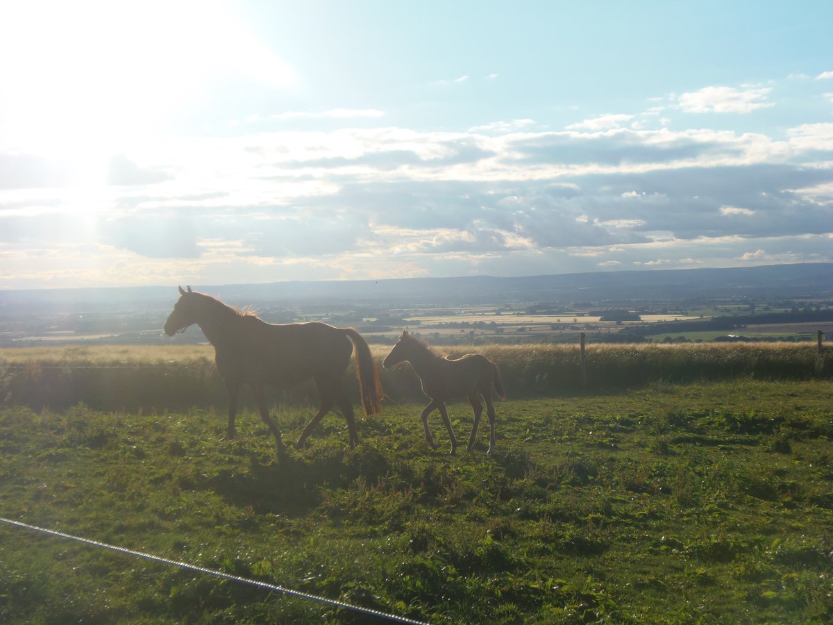 vanessacole1's tweet photo. @Yorkshire_Wolds @YorksWoldsWay the beautiful Yorkshire Wolds #yorkshire #wolds #scenic #summer https://t.co/XCxfHJnfyj