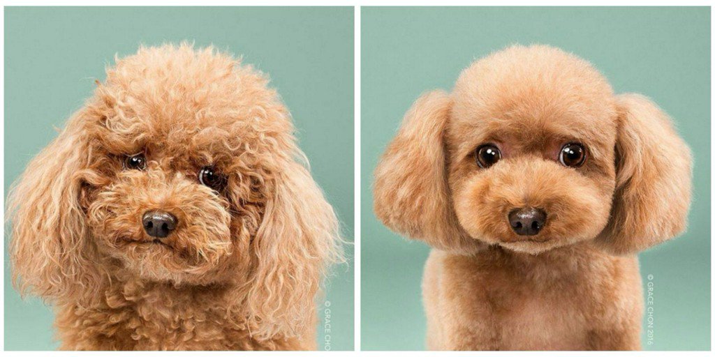 CountryLiving's tweet photo. These Dogs' Amazing Makeovers Will Make Your Day So Much Better https://t.co/K5dNeHXZyf https://t.co/tZrfKo0YxQ