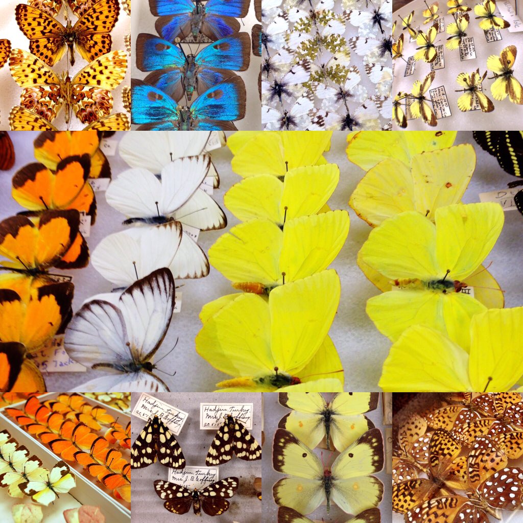 We're part of Lep-Net! 🎉 Prepare for +photos of butterflies from us. And loads of spm data 😈 lep-net.org