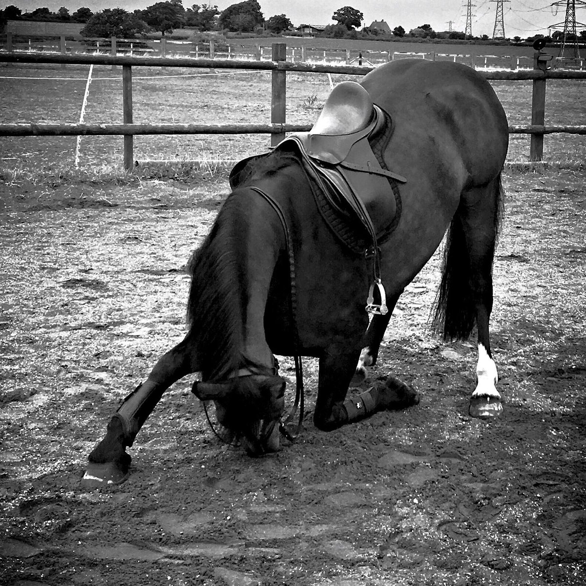 EquestriMeg's tweet photo. #Respect is earned, #trust is gained, #loyalty is returned.. #equestrian #tricks #shirehorse #equinelove #bestfriend https://t.co/uZ3Lnu9Sqm