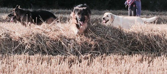 SammyHalsey1's tweet photo. #harvest2016
#rowjumping 🌽🌽🌽 https://t.co/sDG2SYikzG