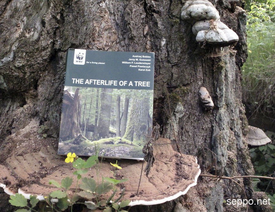 sepponet's tweet photo. Many #forestspecies depend on old trees & #deadwood –
"The Afterlife of a Tree"
https://t.co/NUntIM4apX #DWML2016 https://t.co/tWr8SK8s96