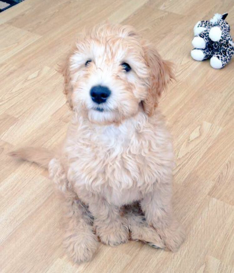 KayleighB389's tweet photo. This little teddybears coming to stay this weekend! @alixmac5 💙🐶 #marvsbesty #ozzy #ozwald #labradoodle #teddybear https://t.co/OBsv9FTBMq