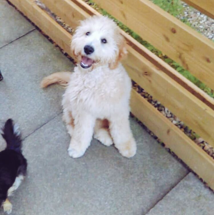 KayleighB389's tweet photo. This little teddybears coming to stay this weekend! @alixmac5 💙🐶 #marvsbesty #ozzy #ozwald #labradoodle #teddybear https://t.co/OBsv9FTBMq