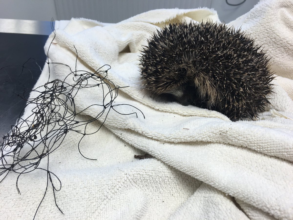Buchananvets's tweet photo. This little Hedgehog got caught up in netting, it has been untangled and will be released again this afternoon! https://t.co/xnW4Z7uBLD