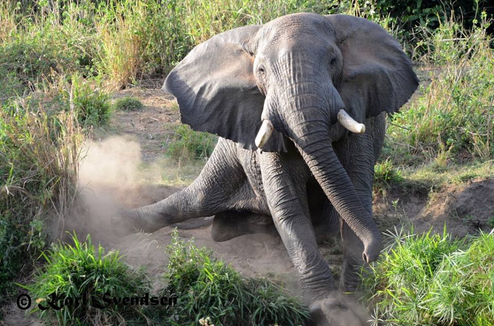 Sprucing up for #WorldElephantDay! Interrupting an ele bath in the forest,by Karl Svendsen #worthmorealive #elephant