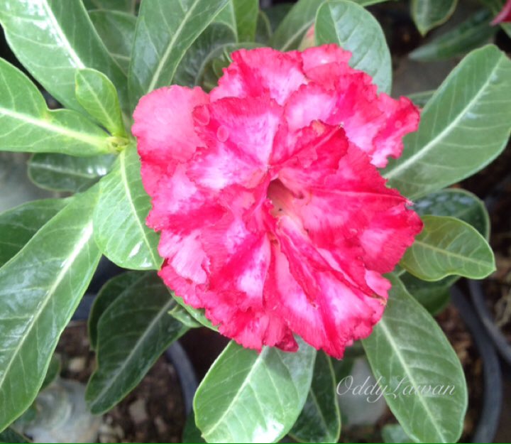 lawansuwannarat's tweet photo. @takecyanful @Seybaldalice @gardener_yumiko @m5rcury @worldloveflower Beautiful fridge #mockazalea https://t.co/i7LYqS2i5T