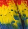 Detail of the vivid feathers of a Scarlet Macaw. See him here facebook.com/TringaTaxidermy #perfectplumage #taxidermy