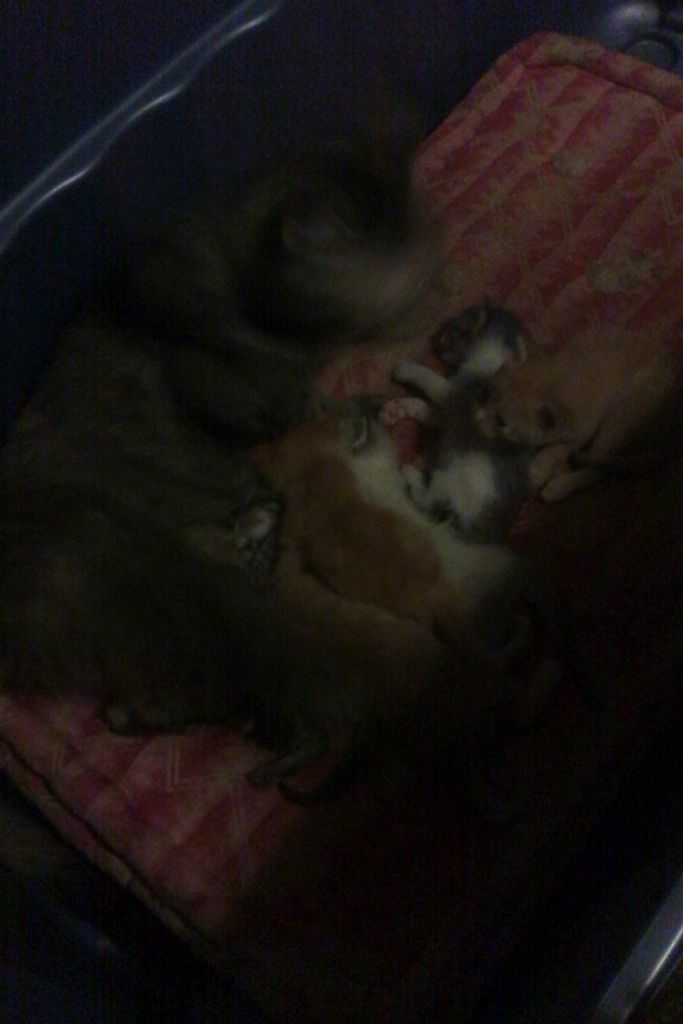 NummieKit's tweet photo. Momma kitty feeding her babies https://t.co/0WVEz1bANj