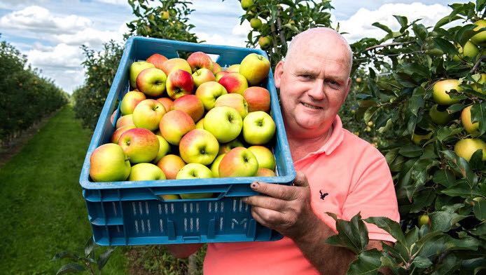 Nieuwe oogst #Delcorf. Een heerlijk frisse appel. Nu in de winkel. Vergeet ook niet onze #appelwijn