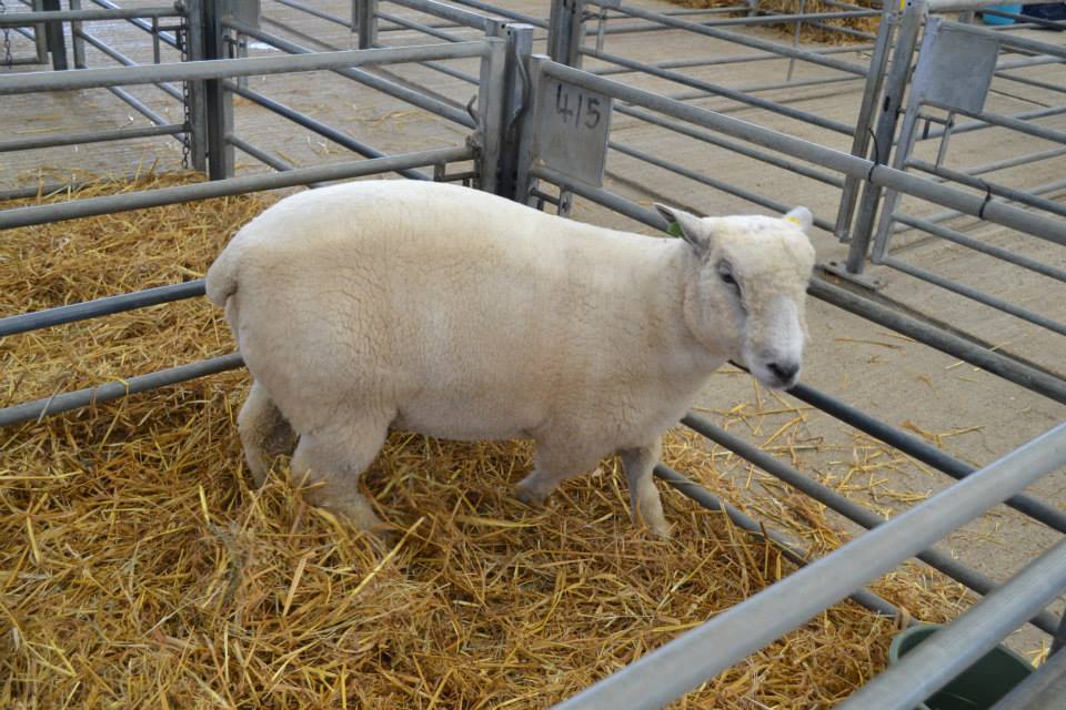 Hi to all our new #follow s today, 10+ already!!! Can't wait to see ewe over the  #bankholidayweekend for #familyfun