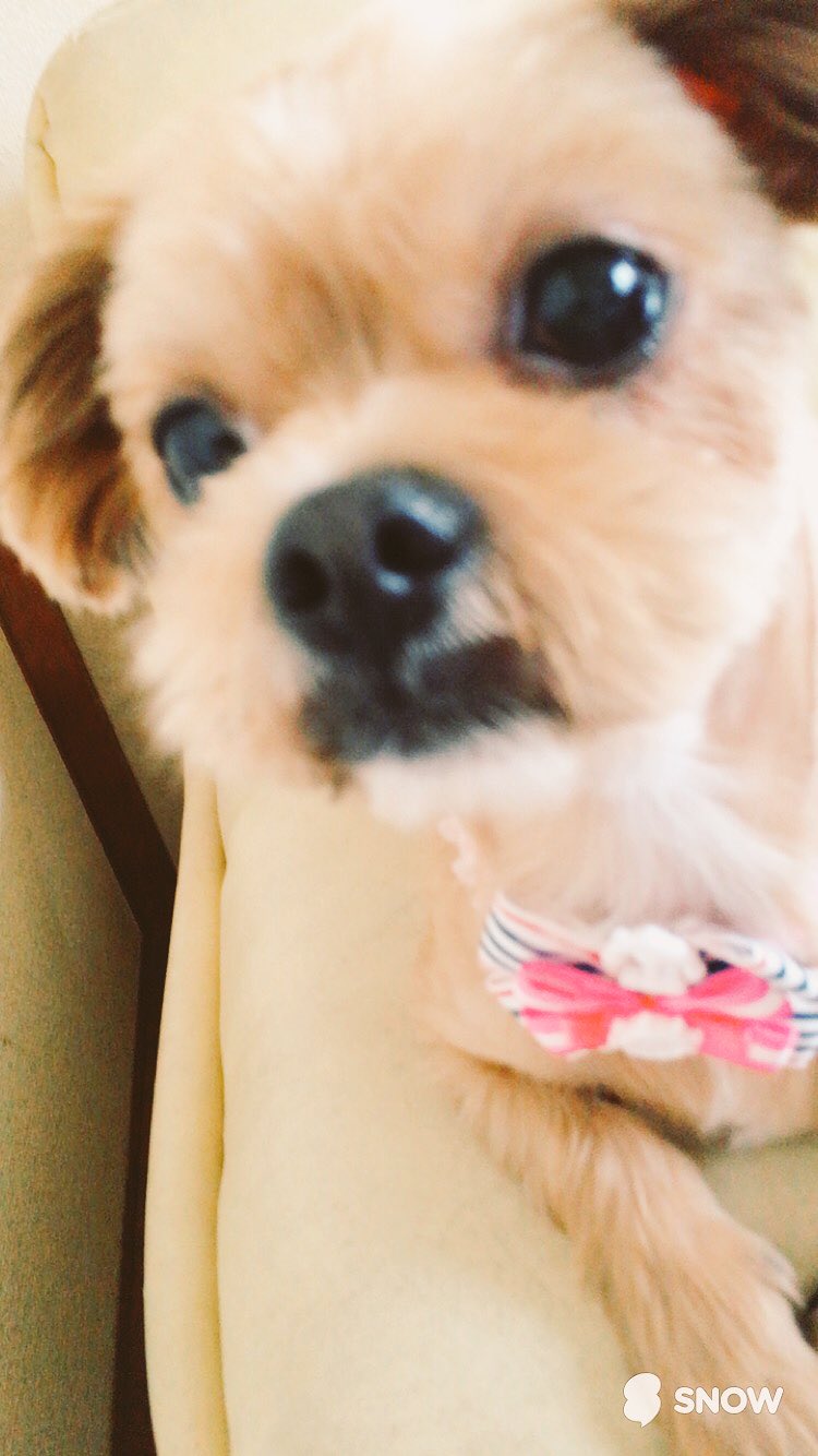 犬を飼うとゴキブリが居なくなる 犬が大丈夫な駆除方法も紹介 今週のペルル店長