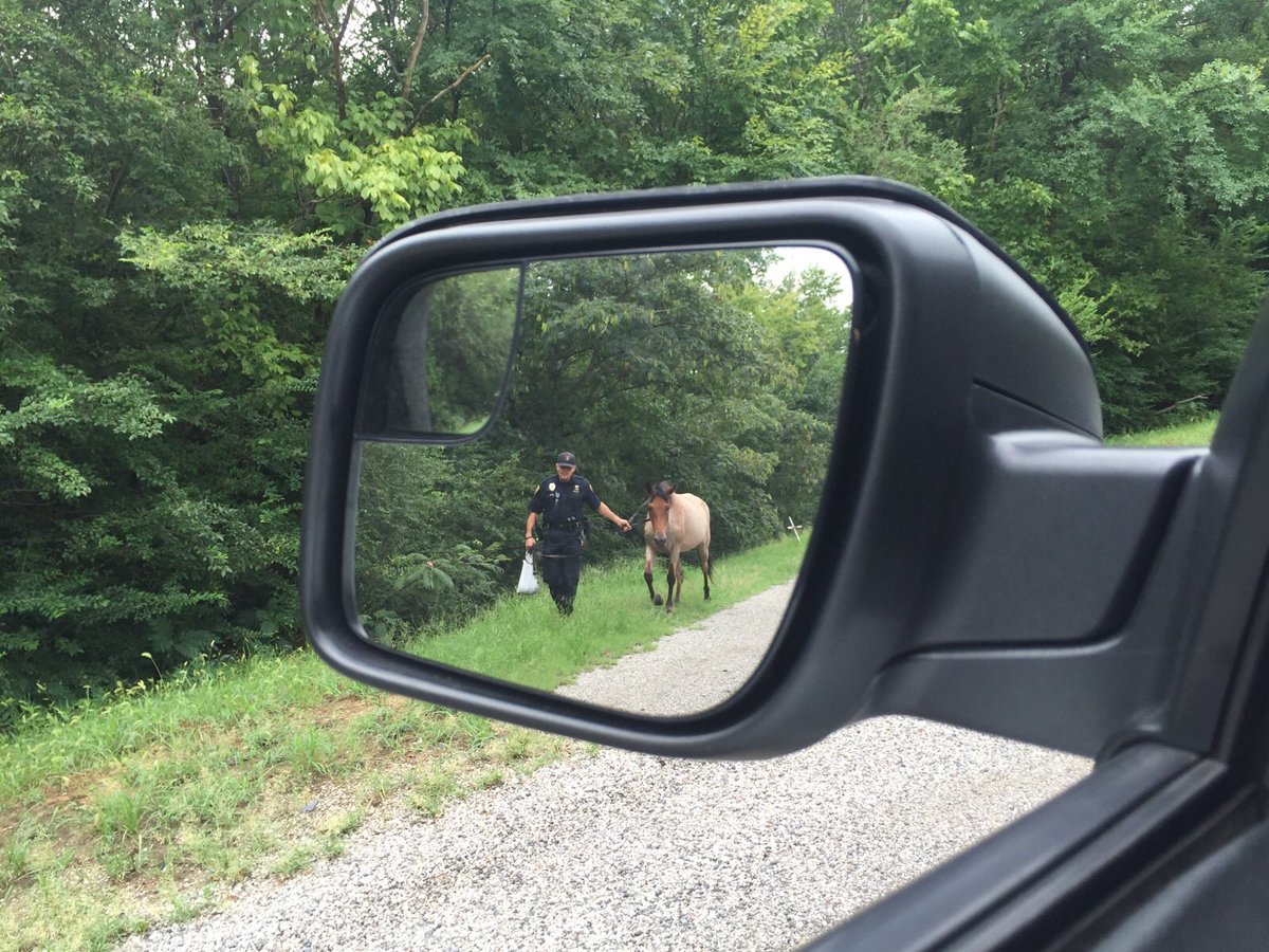 BhamPolice's tweet photo. Our mounted patrol responded to this guy earlier...got him back home! #bluecowboy https://t.co/Dl1Xt5bfhD