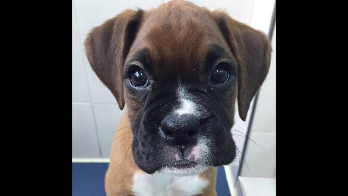 WeLovedDylan's tweet photo. #ChancePuppy #Puppy. Look at those eyes! 😍 https://t.co/PXajeyVIDh