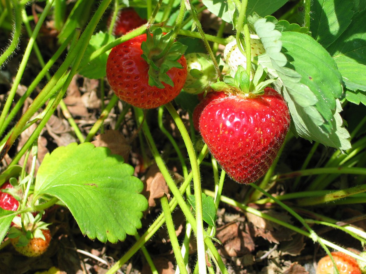 Image result for bcstrawberries