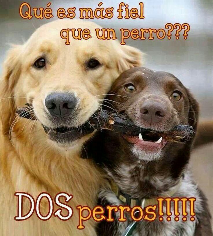 Resultado de imagen para Adoro a mis mascotas