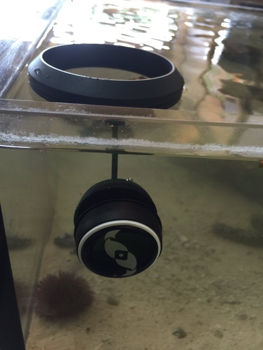 androaquatech's tweet image. Here's a great way to stop food from going into your filter system.