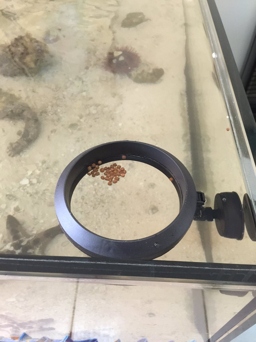 androaquatech's tweet image. Here's a great way to stop food from going into your filter system.