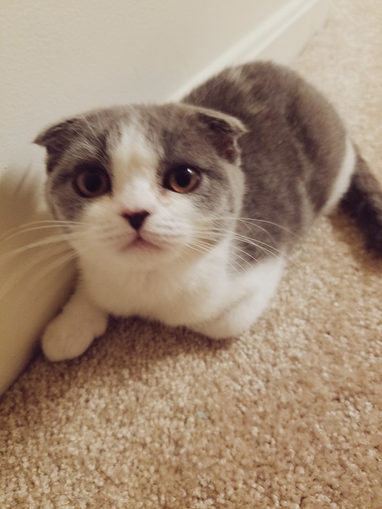 Meow