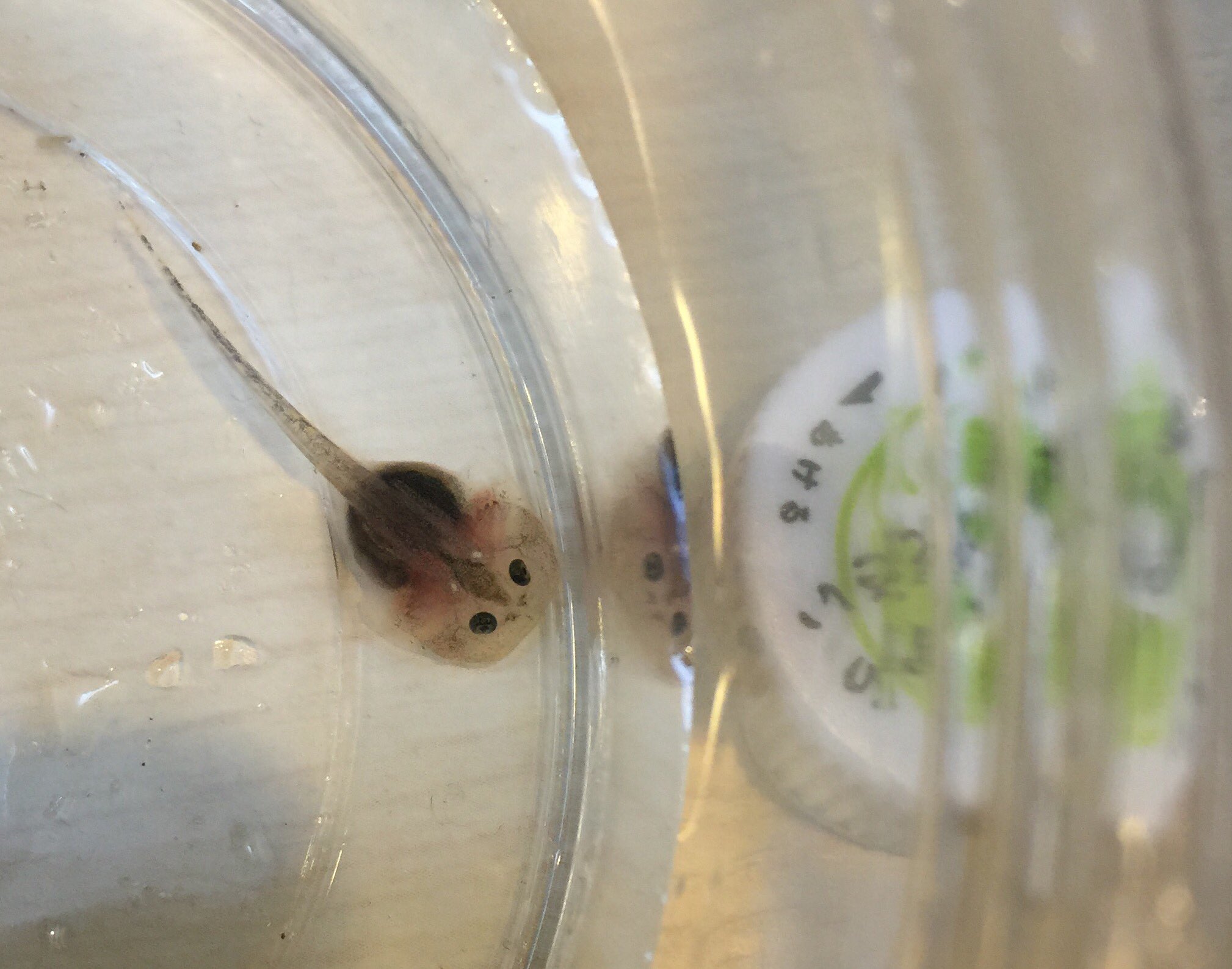 Harun はるん生き物編 バジェットフロッグの成長 その1 15年5月日 28日までの変化 正面顔がツボw バジェットフロッグ カエル オタマジャクシ T Co Dtbg1xvq1y Twitter Harun はるん生き物編 バジェットフロッグの成長 その1 15年5月日 28日までの変化 正面顔がツボw バジェットフロッグ カエル オタマジャクシ T Co Dtbg1xvq1y Twitter