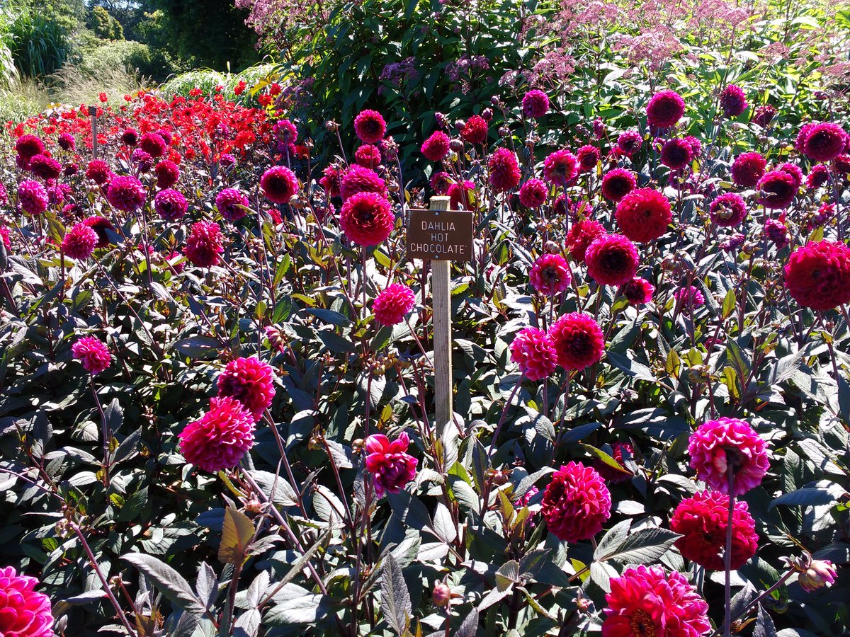 RichardGibbons_'s tweet photo. Every 1's a winner #dahlia #awfulsong https://t.co/kqTip6mQ1g