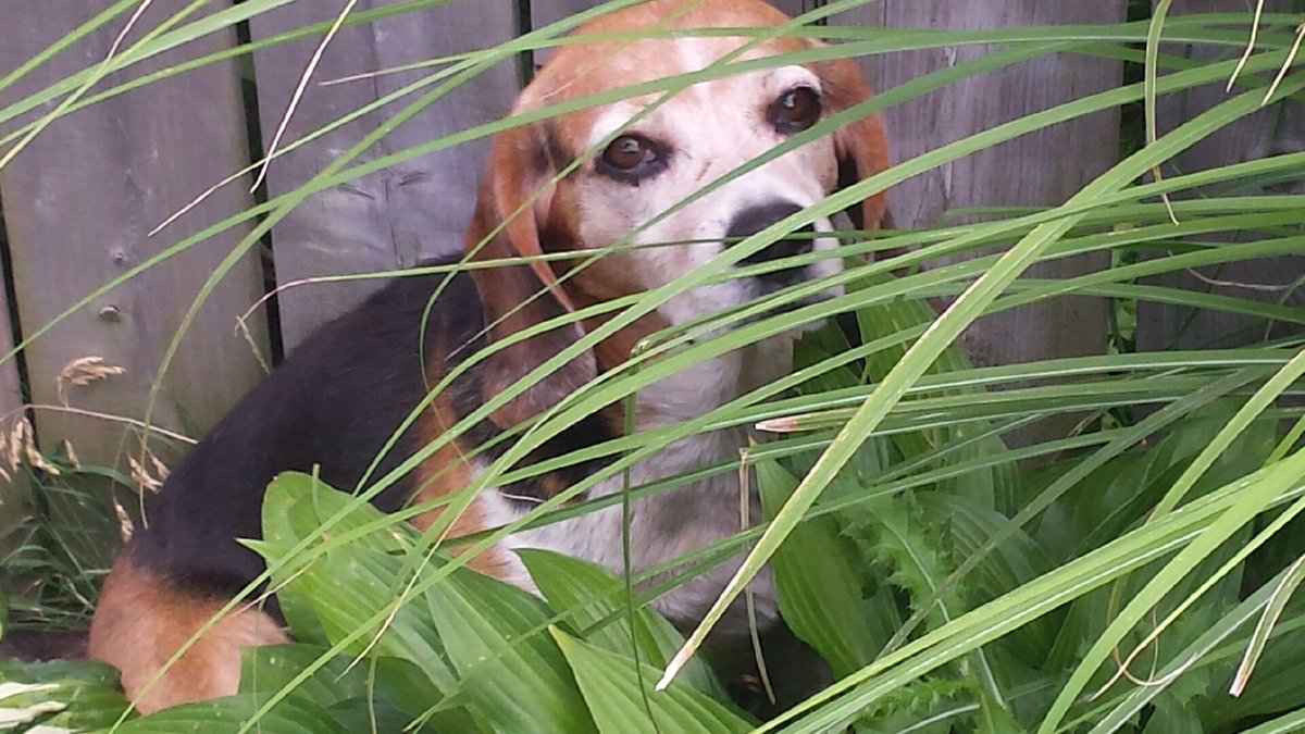 Arby hiding in the garden! Available for adoption. #adoptme #Friday #doglovers #willyouloveme #rescuedog #niagara
