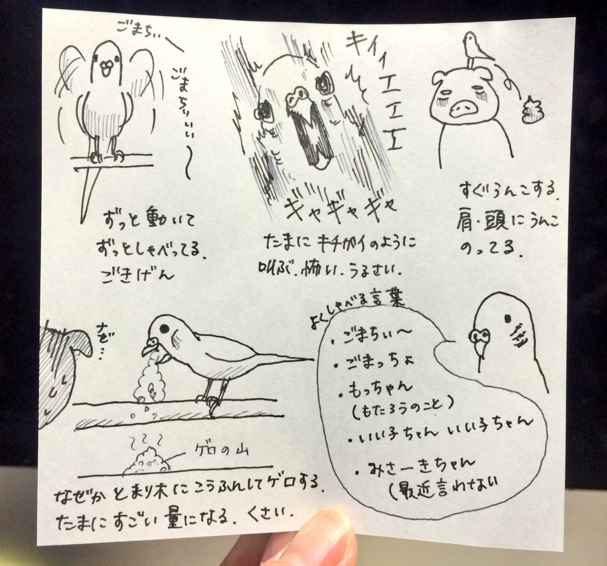 我が家のごまち(セキセイインコ♂)の日常 