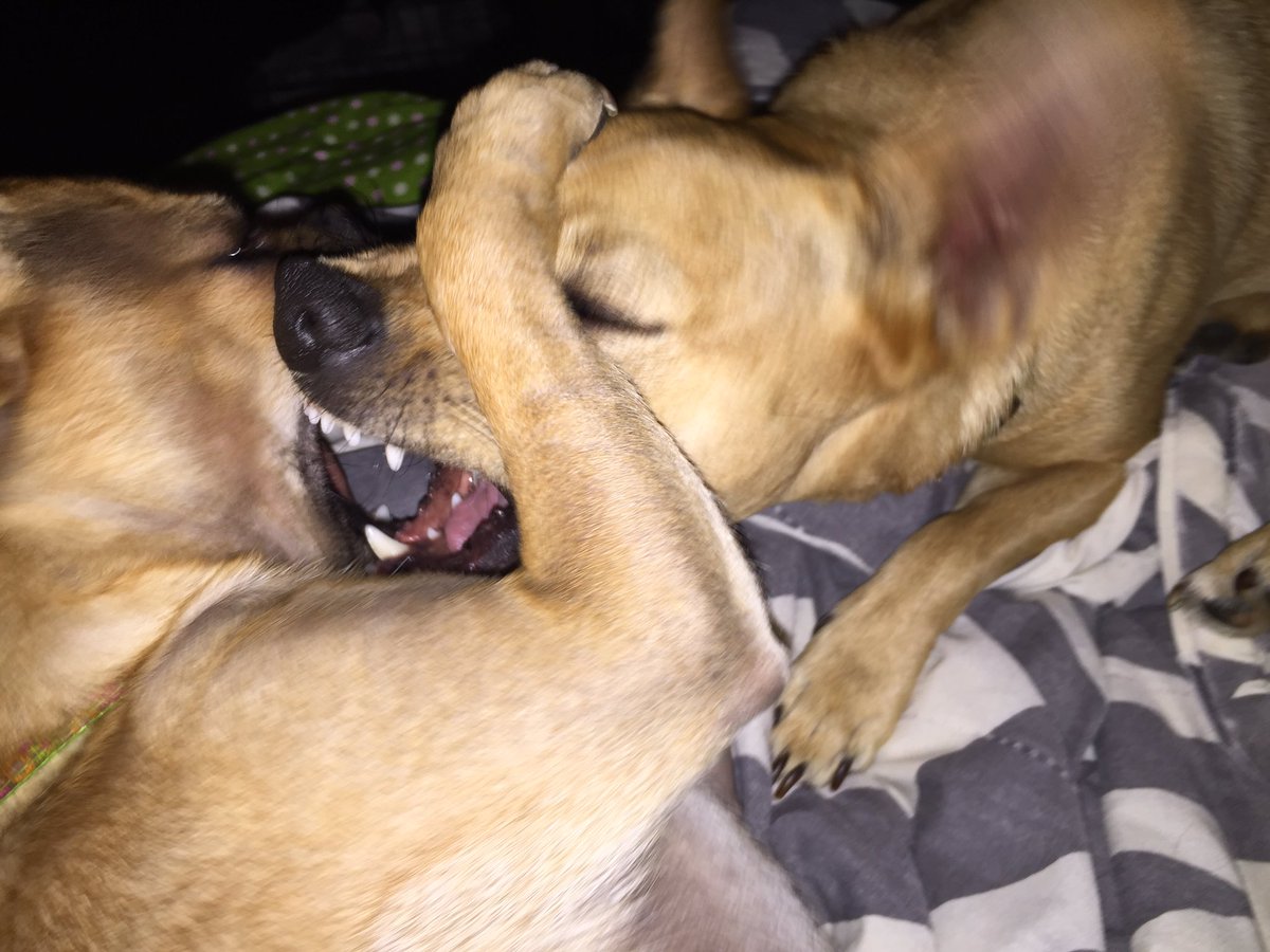 PICKMICK2016's tweet image. If dogs could French kiss... ❤️Mick🐾