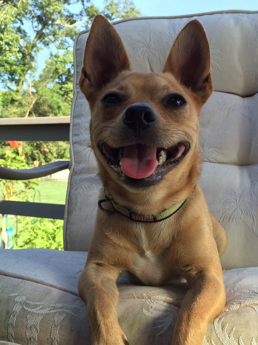 PICKMICK2016's tweet image. Stay cool my friends..... Stay cool😎❤️Mick🐾