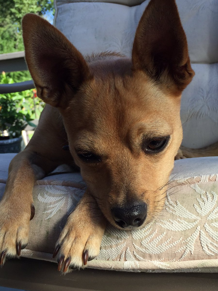 PICKMICK2016's tweet image. Contemplating how hot it's gonna be today...❤️Mick🐾