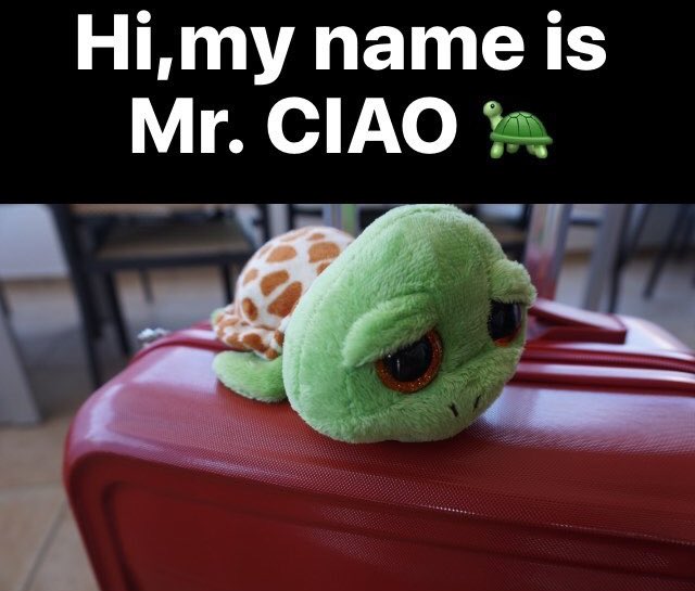 MerkandKremont's tweet photo. 🐢🐢🐢🐢🐢🐢 https://t.co/lEa0l6sjoW