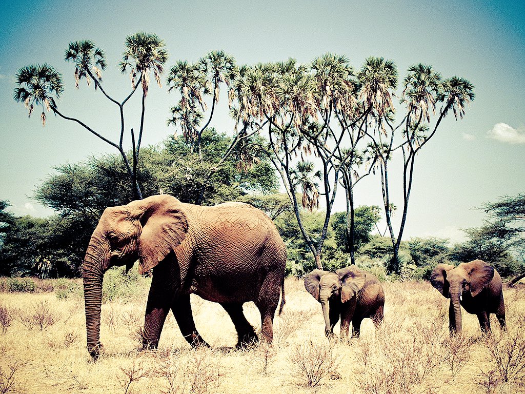 shopivoryella's tweet photo. Happy #WorldElephantDay 🐘🌍💕✌🏼 https://t.co/i34R6PJSQ0