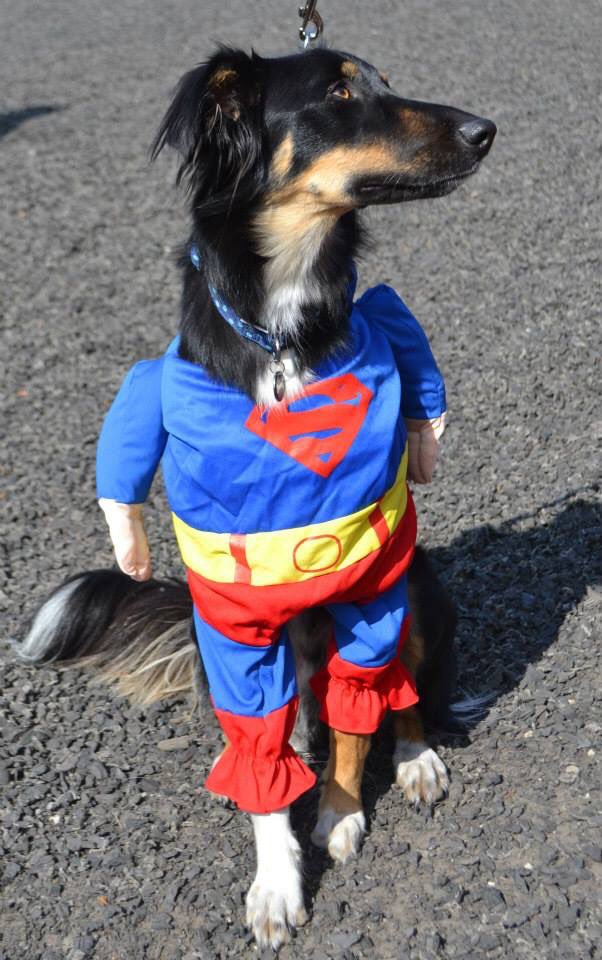 WillowFarmSkeg's tweet photo. 28Th. Aug 1.30pm Willow Farm near skegness #dogshow #dog #skegness #linolnshire #fun
https://t.co/d1ocFeqQWB https://t.co/MXmEw2ZIl2