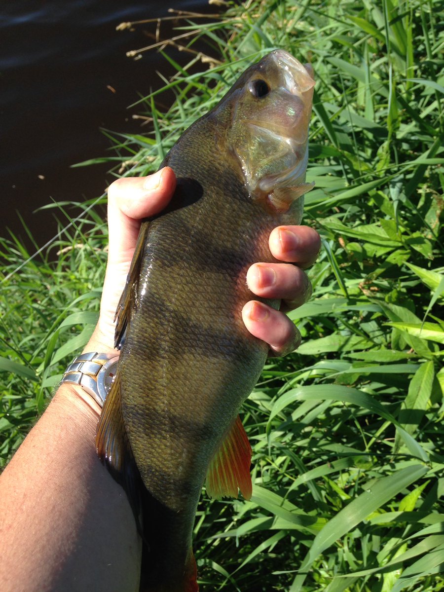 cwcstickers's tweet photo. The best of 3 Perch caught roving with lures #middlesevern https://t.co/ghj7sNzCg5