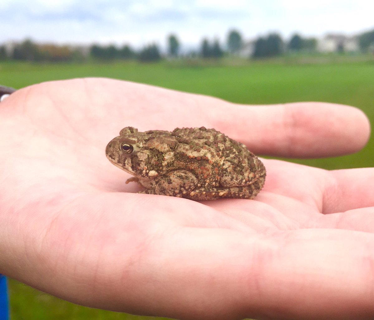 rohinimurthy's tweet image. @botbycc toad on the field the girls just moved it away