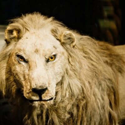 WallaceTheLion1's tweet image. #NationalMackemDay ROAR!