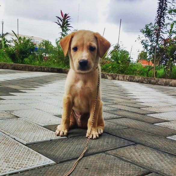 Subinbs50's tweet photo. @Samanthaprabhu2 how is this new member in my home??can u suggest a name for him???? https://t.co/zRL0OzL87T