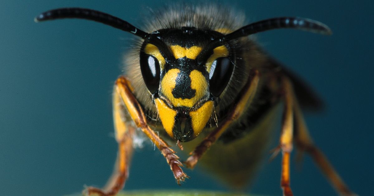 britpestcontrol's tweet photo. HAVING A BARBECUE?
Don't let wasps spoil your buzz- hire a BPCA pest expert to save the day!
https://t.co/hfzSykOat6 https://t.co/zNbqoqZljk